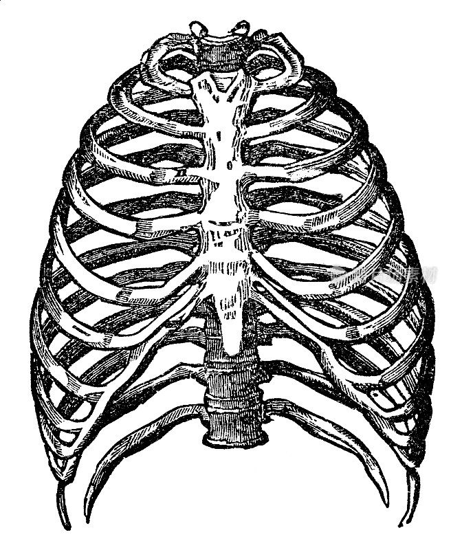 人体胸腔骨骼的医学插图- 19世纪